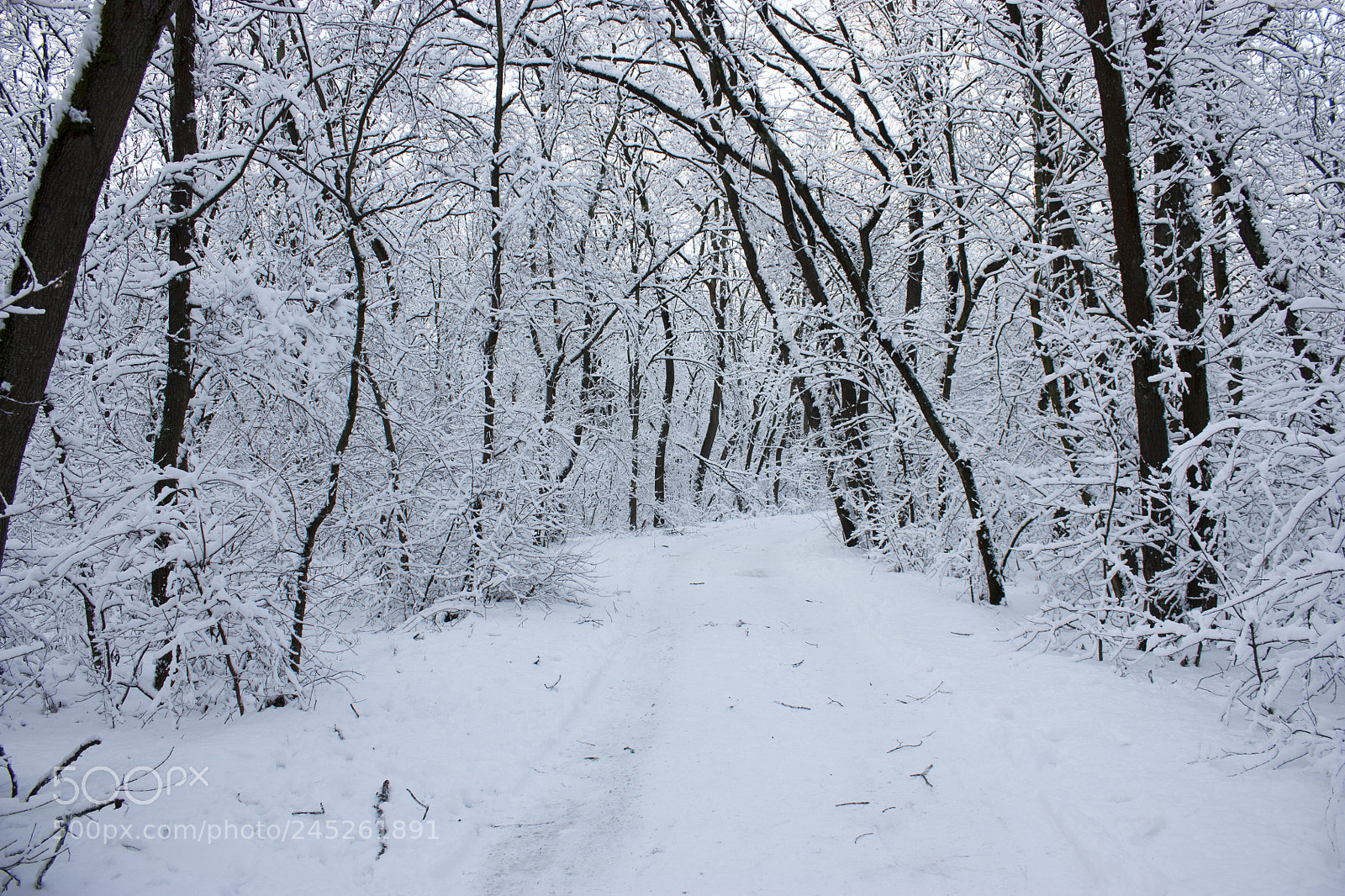 Canon EOS 450D (EOS Rebel XSi / EOS Kiss X2) sample photo. Forest in winter, trees photography