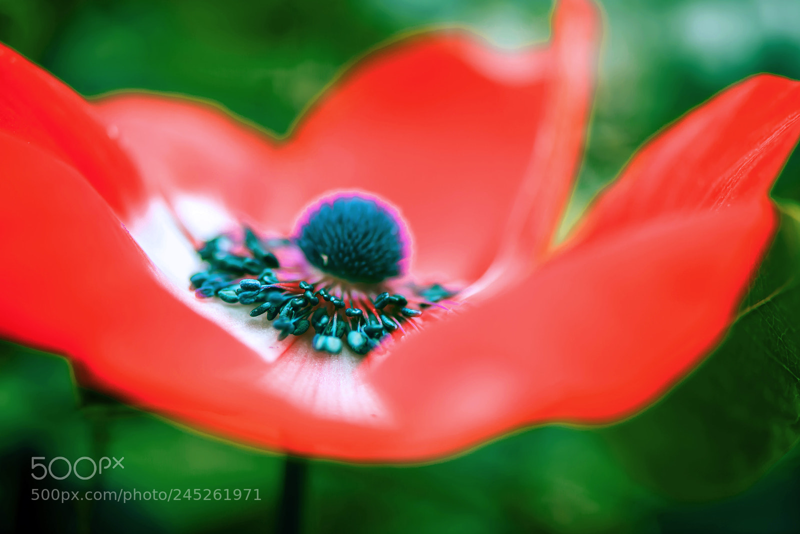 Nikon D800E sample photo. Stamen expansion of anemone photography