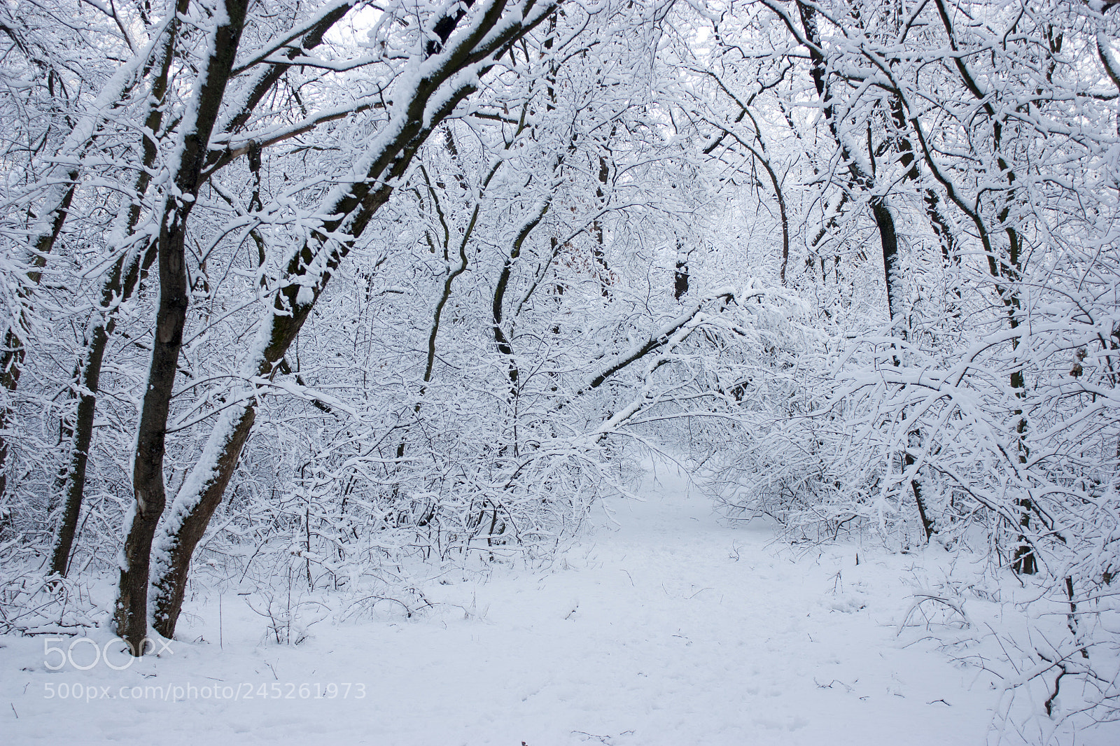 Canon EOS 450D (EOS Rebel XSi / EOS Kiss X2) sample photo. Forest in winter, trees photography