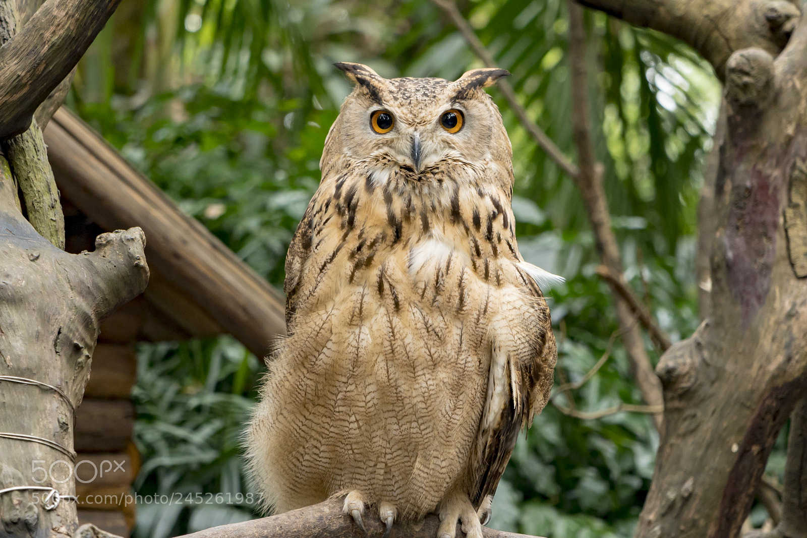 Sony a7R III sample photo. Dsc00276-1.jpg photography