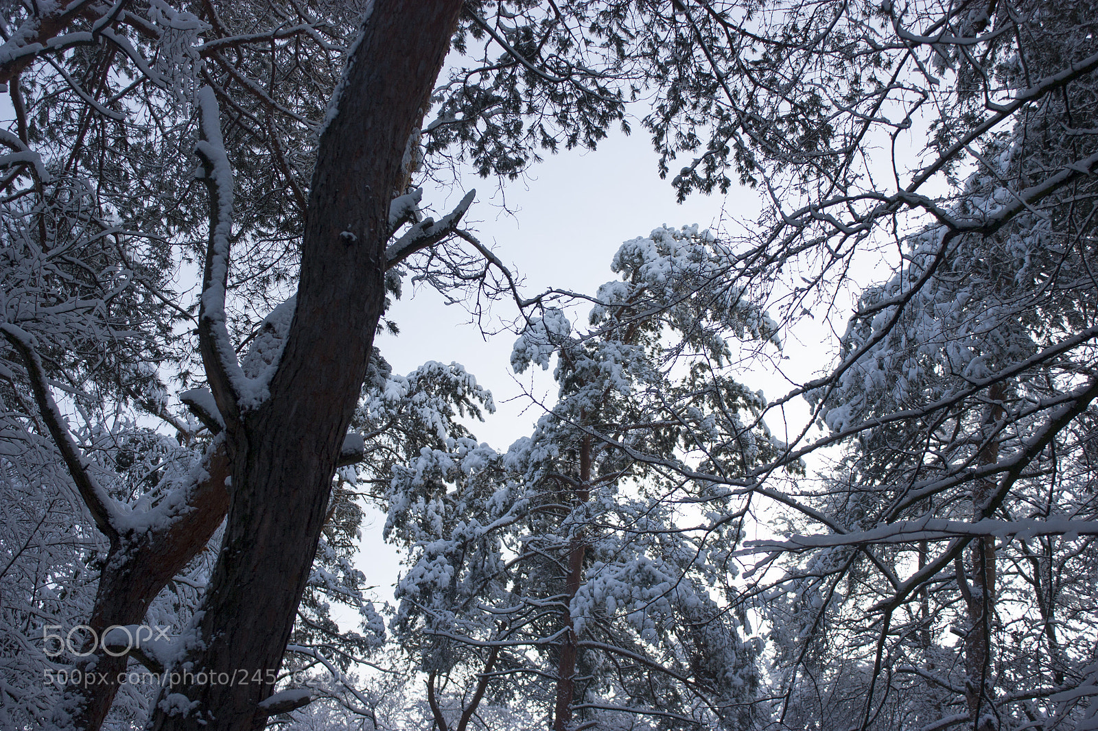 Canon EOS 450D (EOS Rebel XSi / EOS Kiss X2) sample photo. Forest in winter, trees photography