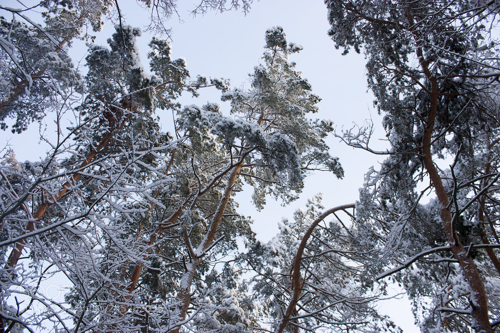 Canon EOS 450D (EOS Rebel XSi / EOS Kiss X2) sample photo. Forest in winter, trees photography