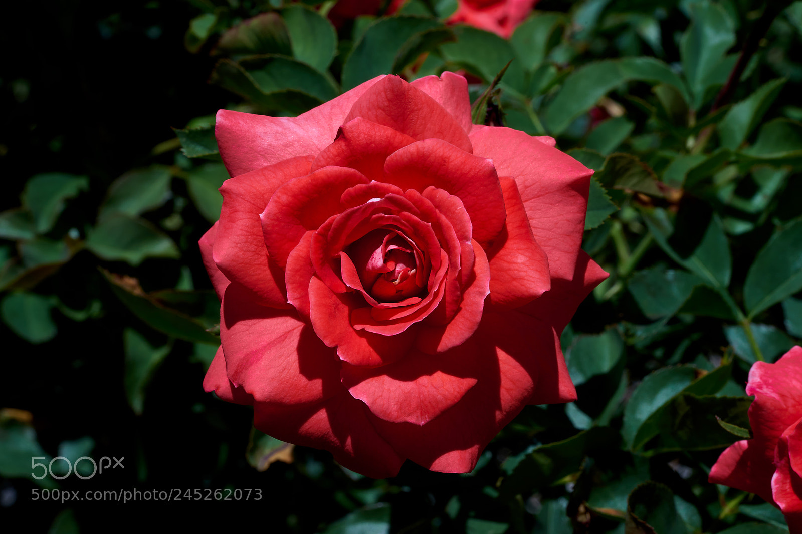 Sony a7 sample photo. Abg_180203_1 photography