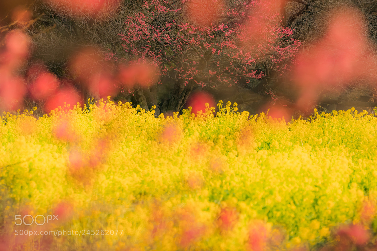 Sony a9 sample photo. Plum　with rape photography