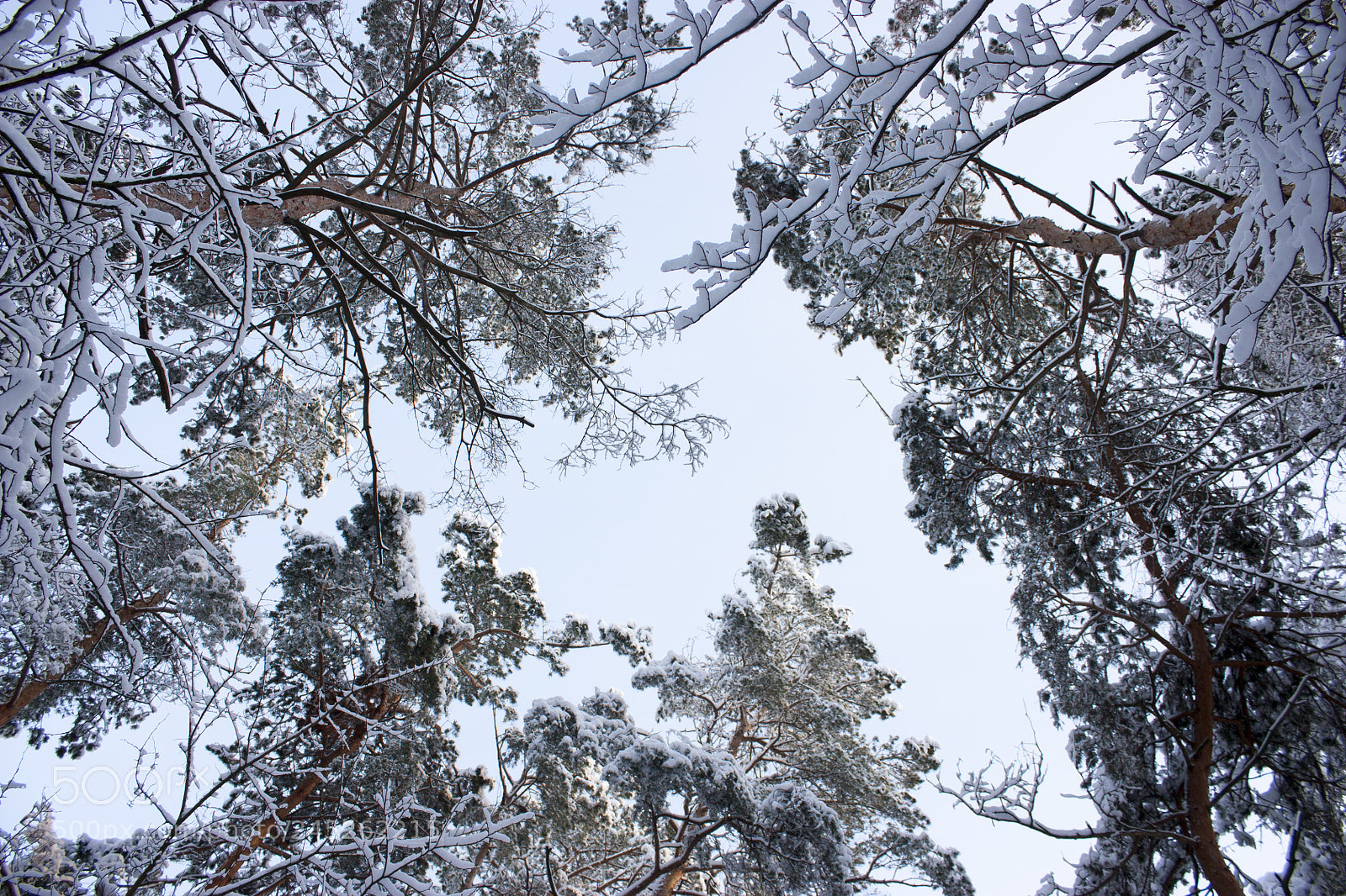 Canon EOS 450D (EOS Rebel XSi / EOS Kiss X2) sample photo. Forest in winter, trees photography