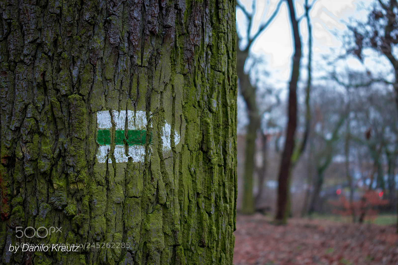 Panasonic Lumix DMC-G6 sample photo. Path photography