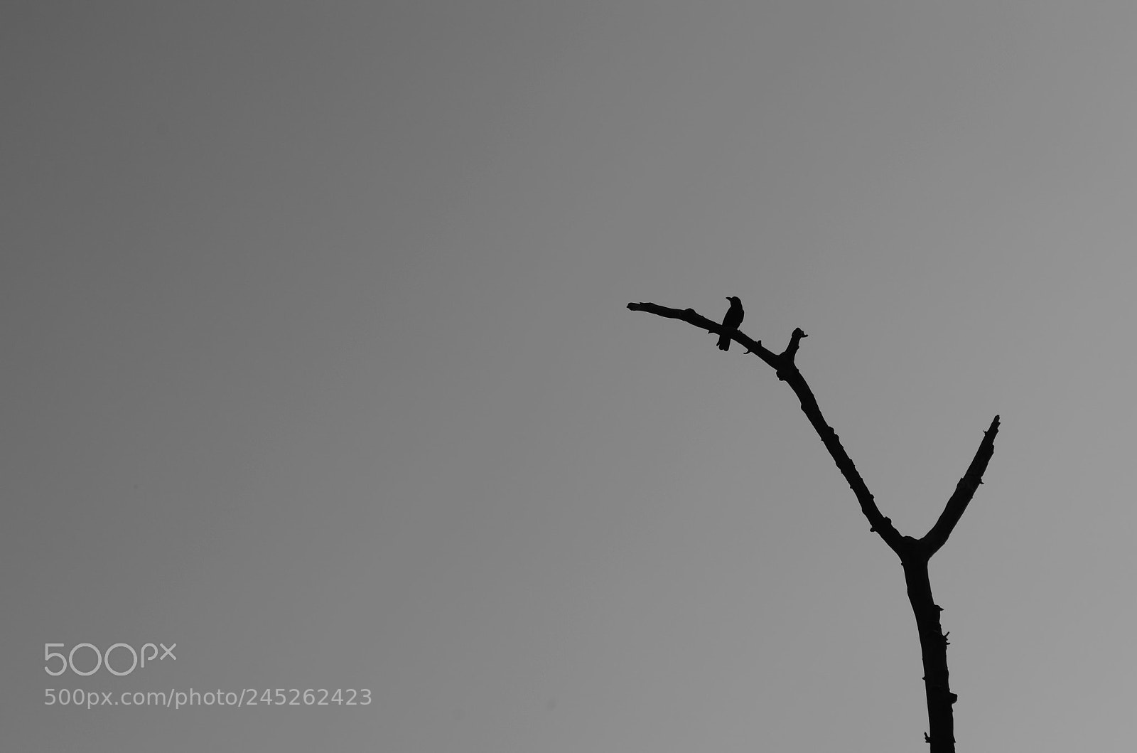 Nikon D5100 sample photo. Untitled photography