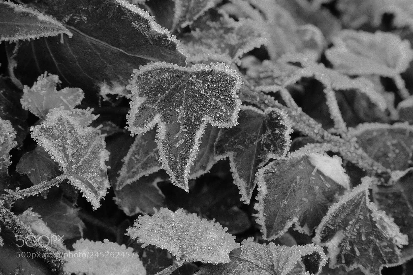 Olympus OM-D E-M10 II sample photo. Winter leaves photography