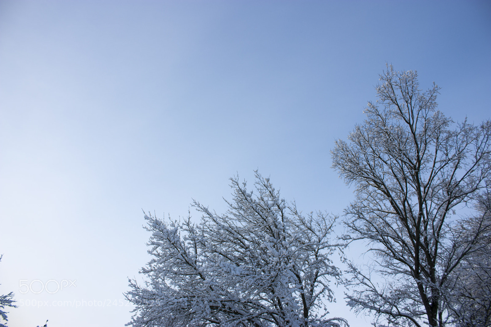 Canon EOS 450D (EOS Rebel XSi / EOS Kiss X2) sample photo. Forest in winter, trees photography