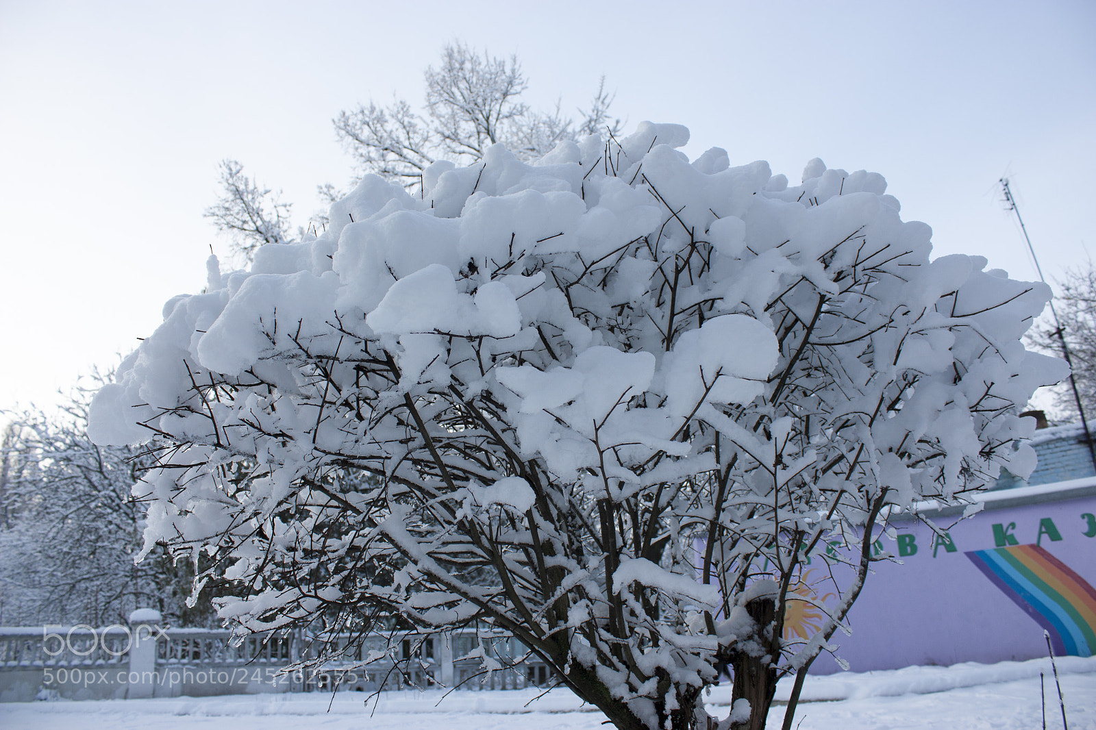 Canon EOS 450D (EOS Rebel XSi / EOS Kiss X2) sample photo. Forest in winter, trees photography
