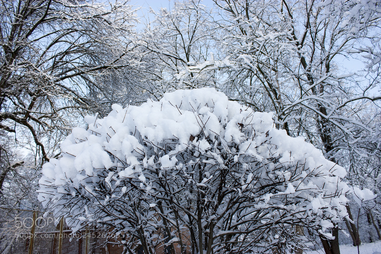Canon EOS 450D (EOS Rebel XSi / EOS Kiss X2) sample photo. Forest in winter, trees photography