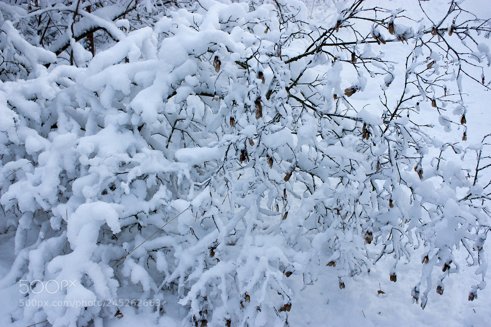 Canon EOS 450D (EOS Rebel XSi / EOS Kiss X2) sample photo. Forest in winter, trees photography
