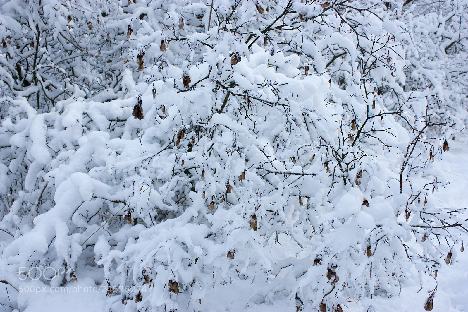 Canon EOS 450D (EOS Rebel XSi / EOS Kiss X2) sample photo. Forest in winter, trees photography