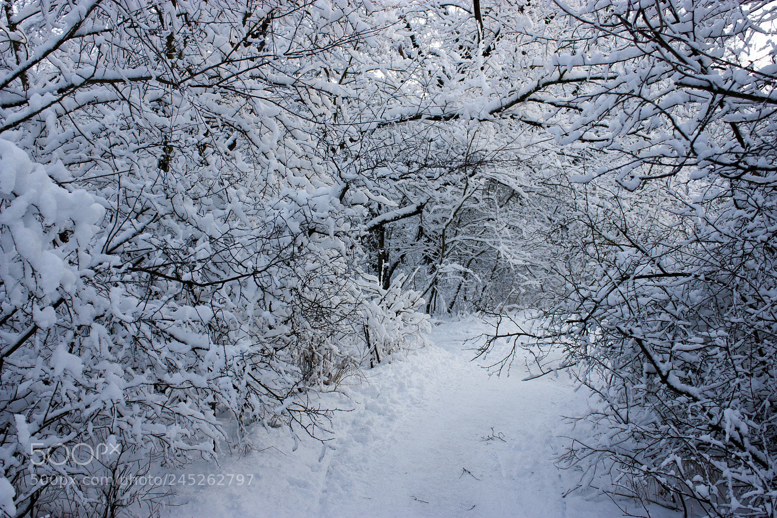 Canon EOS 450D (EOS Rebel XSi / EOS Kiss X2) sample photo. Forest in winter, trees photography