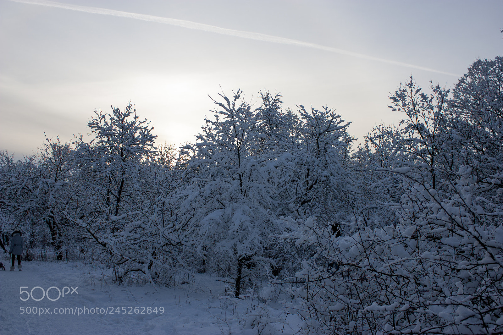 Canon EOS 450D (EOS Rebel XSi / EOS Kiss X2) sample photo. Forest in winter, trees photography