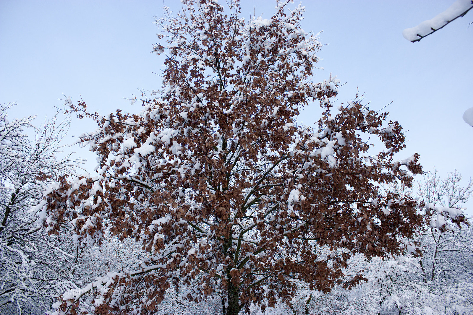 Canon EOS 450D (EOS Rebel XSi / EOS Kiss X2) sample photo. Forest in winter, trees photography