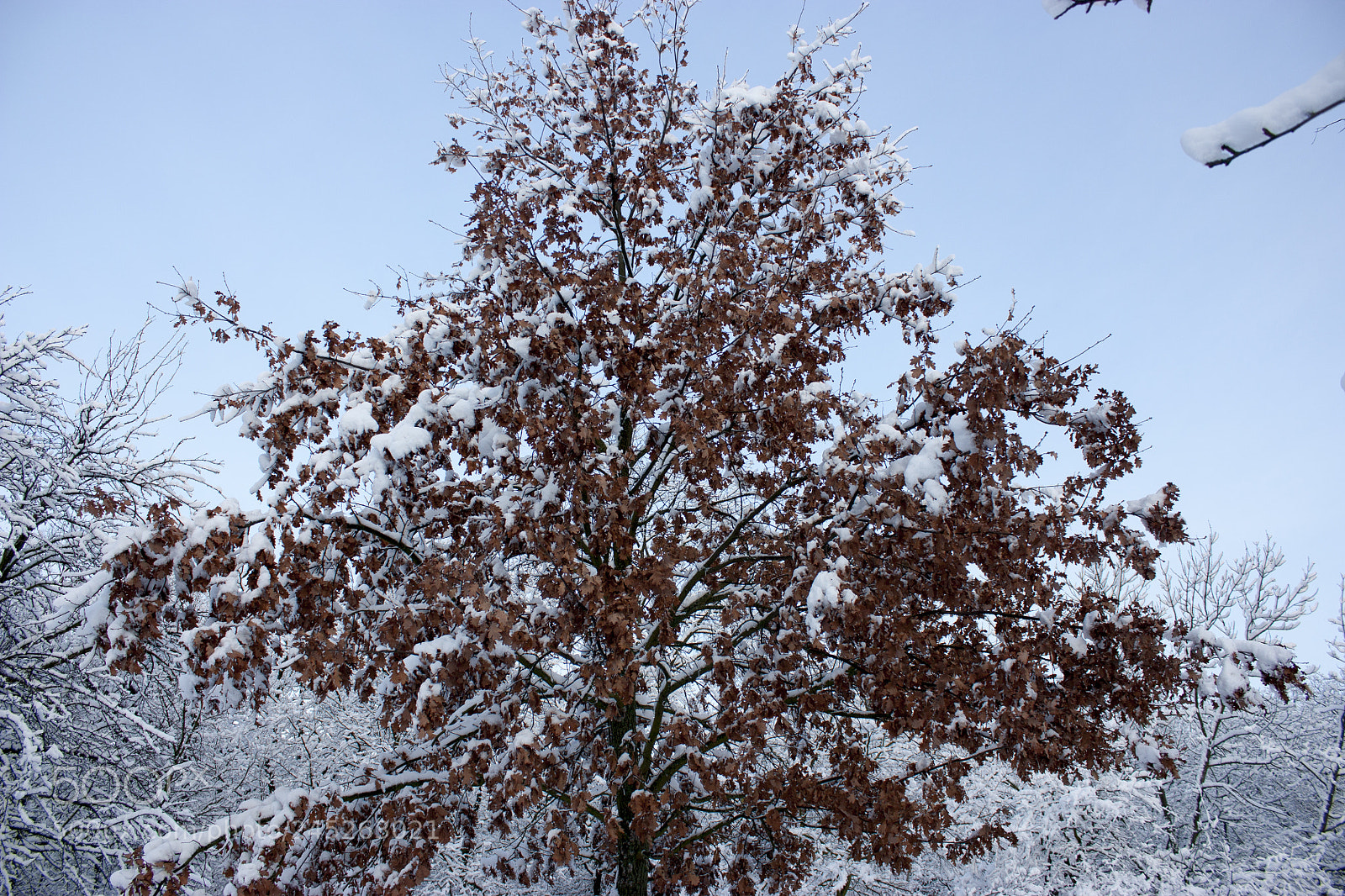 Canon EOS 450D (EOS Rebel XSi / EOS Kiss X2) sample photo. Forest in winter, trees photography