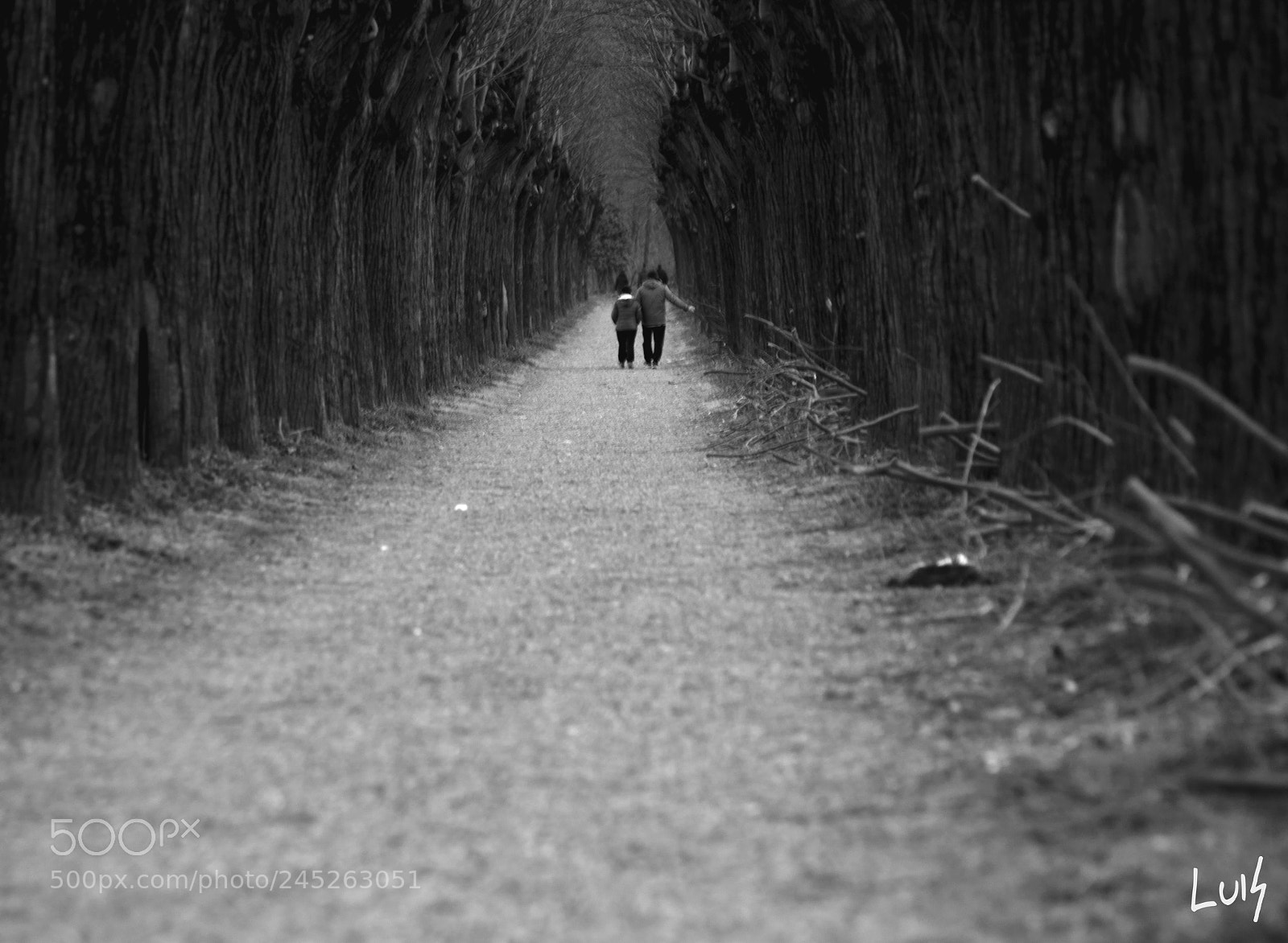Nikon D610 sample photo. Viale verso la chiesetta photography