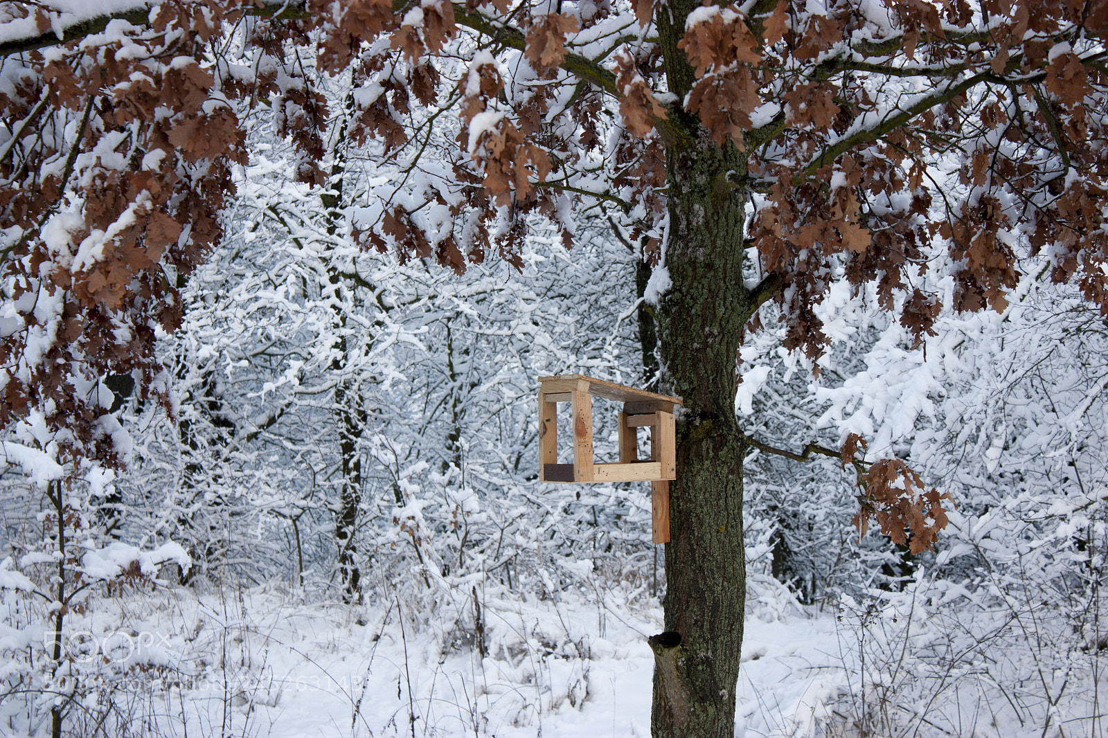 Canon EOS 450D (EOS Rebel XSi / EOS Kiss X2) sample photo. Bird feeder hangs on photography