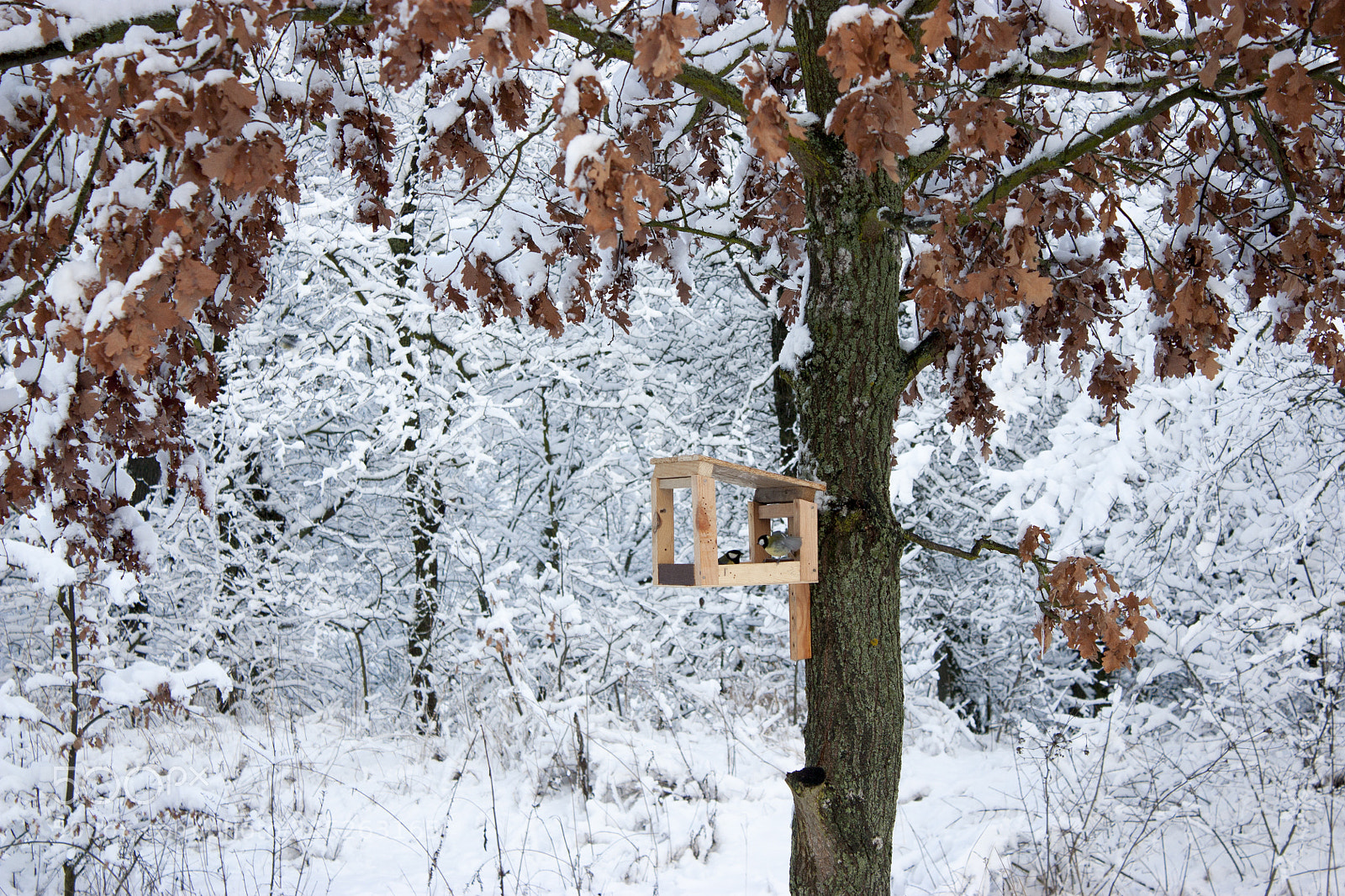 Canon EOS 450D (EOS Rebel XSi / EOS Kiss X2) sample photo. Bird feeder hangs on photography