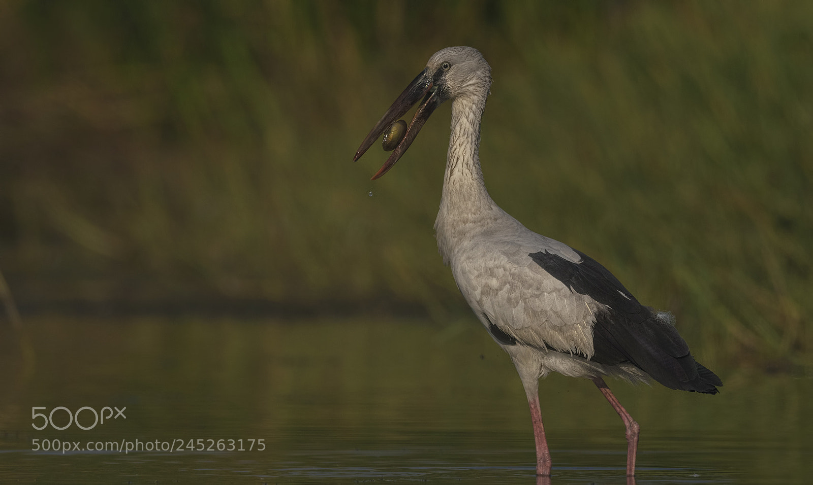 Nikon D500 sample photo. Openbill stork photography
