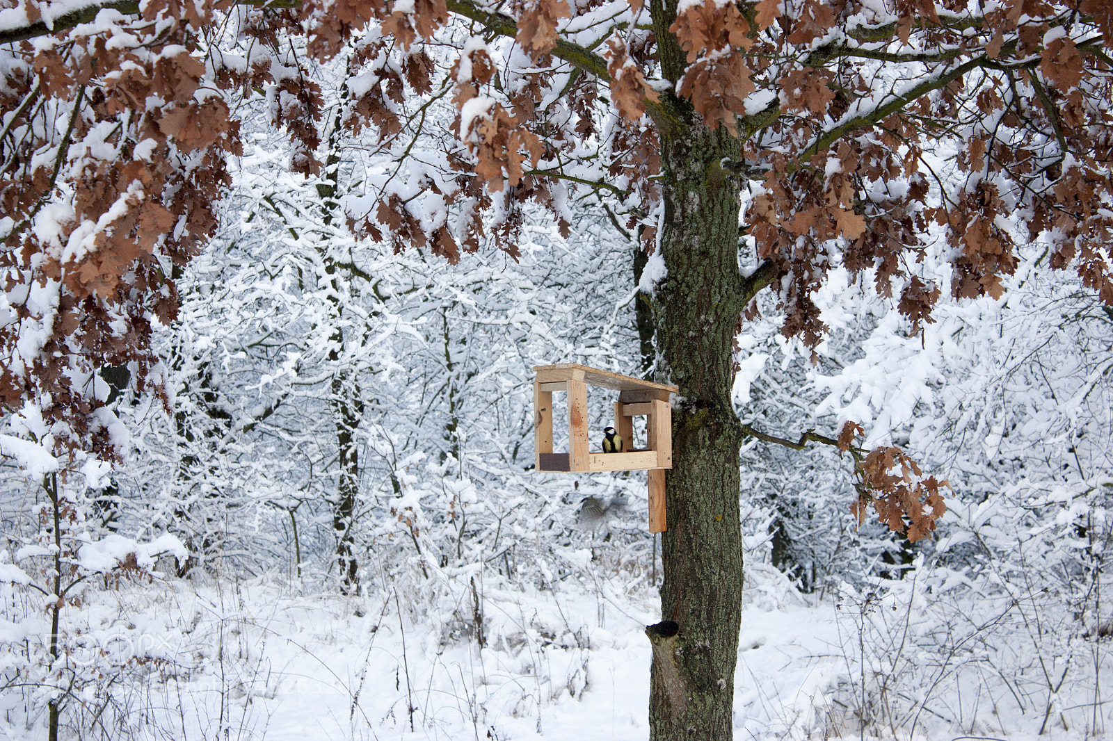 Canon EOS 450D (EOS Rebel XSi / EOS Kiss X2) sample photo. Bird feeder hangs on photography