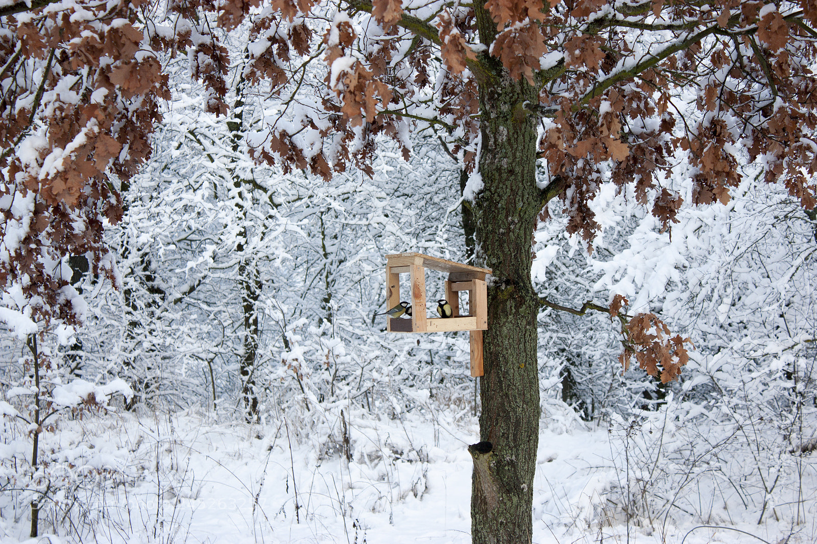 Canon EOS 450D (EOS Rebel XSi / EOS Kiss X2) sample photo. Bird feeder hangs on photography