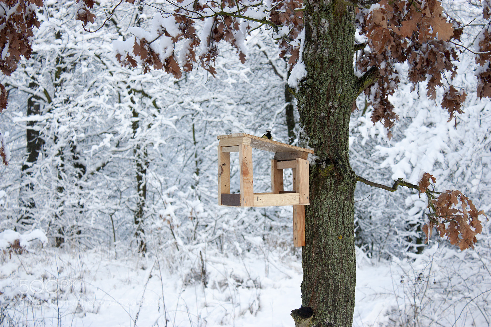 Canon EOS 450D (EOS Rebel XSi / EOS Kiss X2) sample photo. Bird feeder hangs on photography