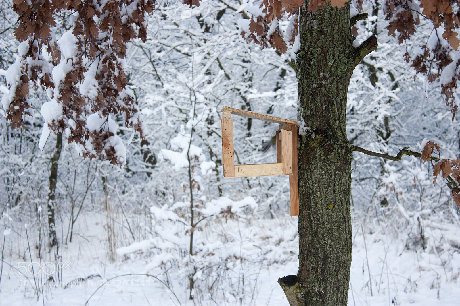 Canon EOS 450D (EOS Rebel XSi / EOS Kiss X2) sample photo. Bird feeder hangs on photography