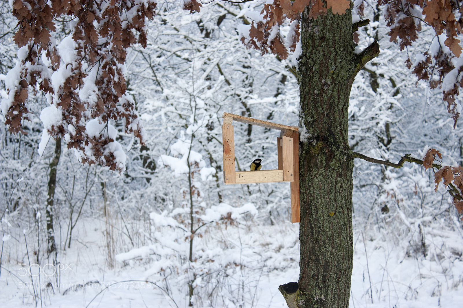 Canon EOS 450D (EOS Rebel XSi / EOS Kiss X2) sample photo. Bird feeder hangs on photography