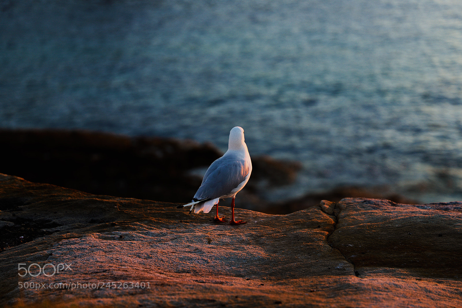 Canon EOS 6D Mark II sample photo. Untitled photography