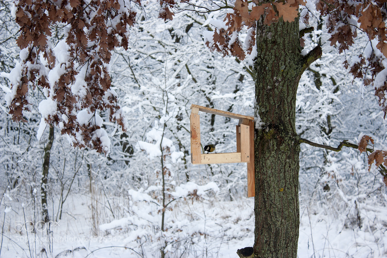 Canon EOS 450D (EOS Rebel XSi / EOS Kiss X2) sample photo. Bird feeder hangs on photography