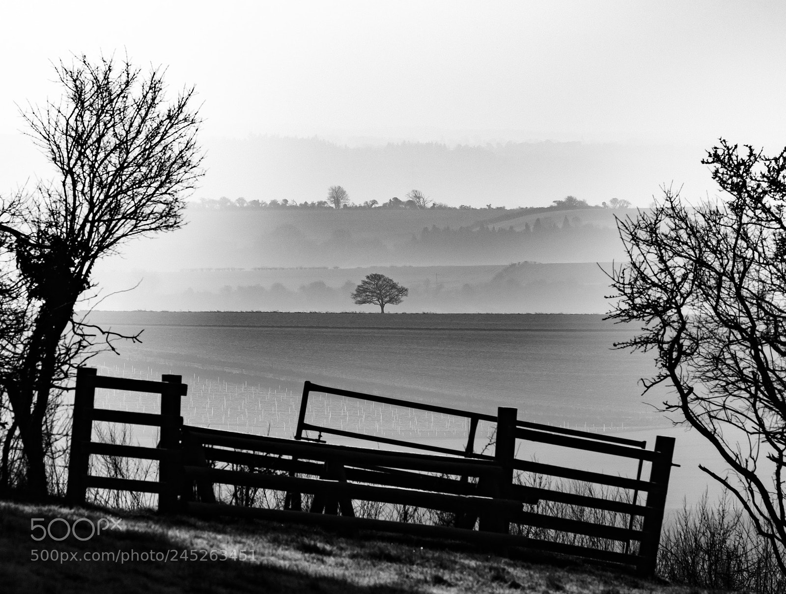Canon EOS 7D Mark II sample photo. Lone tree photography