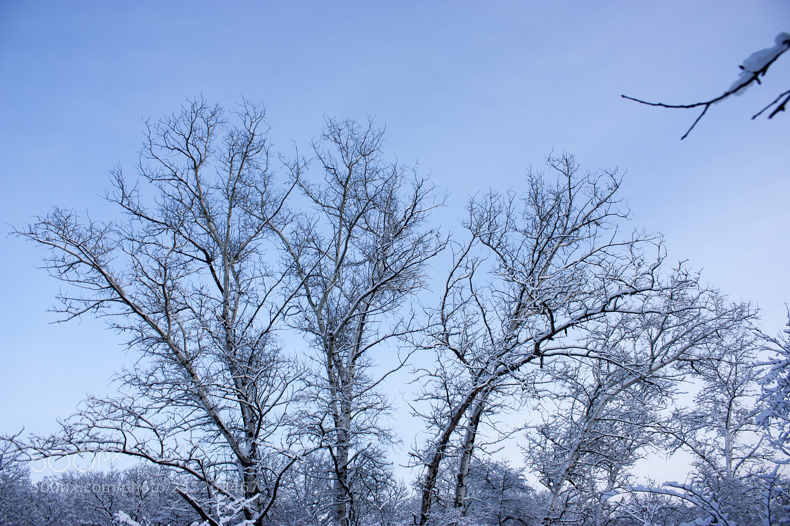 Canon EOS 450D (EOS Rebel XSi / EOS Kiss X2) sample photo. Forest in winter, trees photography