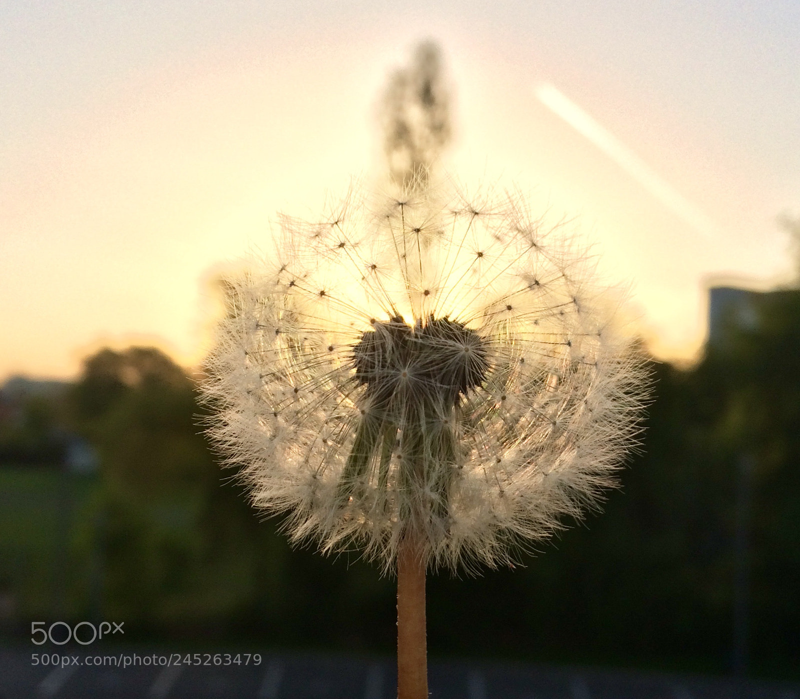 Apple iPhone 5s sample photo. Dandelion photography