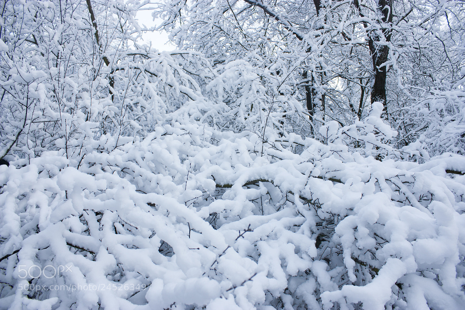 Canon EOS 450D (EOS Rebel XSi / EOS Kiss X2) sample photo. Forest in winter, trees photography