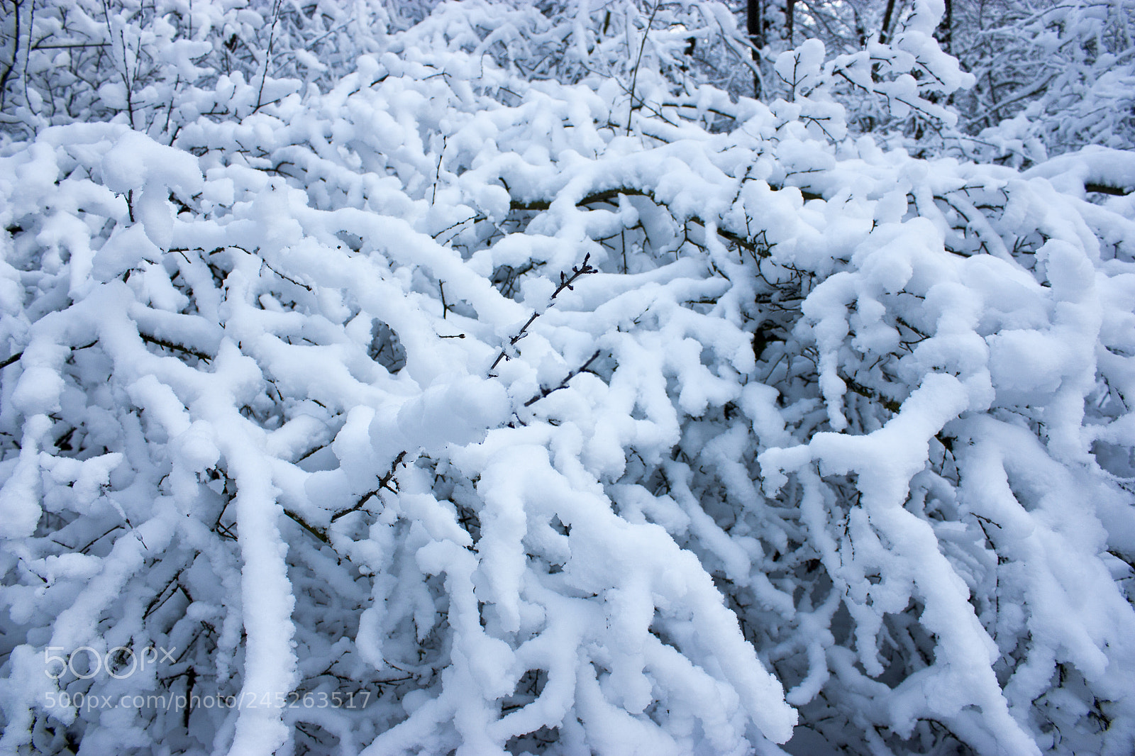 Canon EOS 450D (EOS Rebel XSi / EOS Kiss X2) sample photo. Forest in winter, trees photography