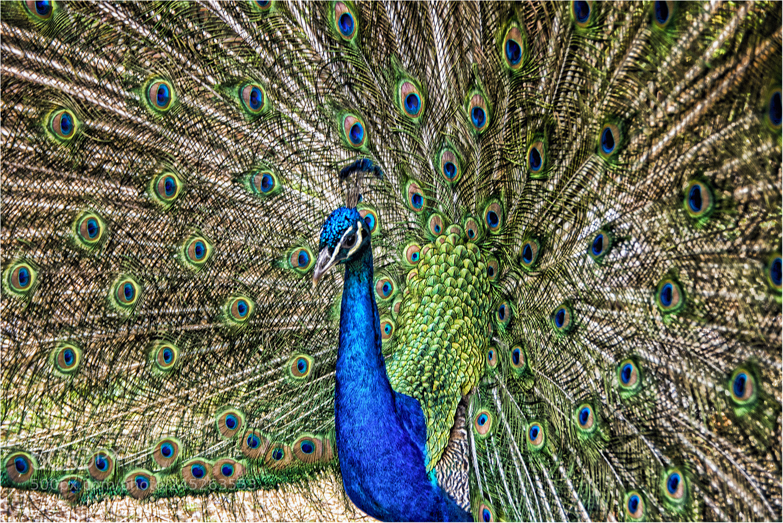 Sony Alpha DSLR-A700 sample photo. Peacock display photography