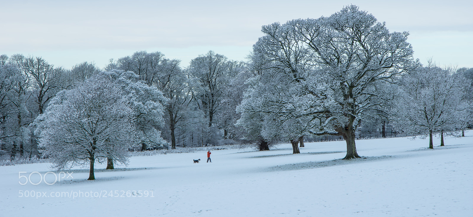 Pentax K-3 sample photo. Camperdown park snow photography