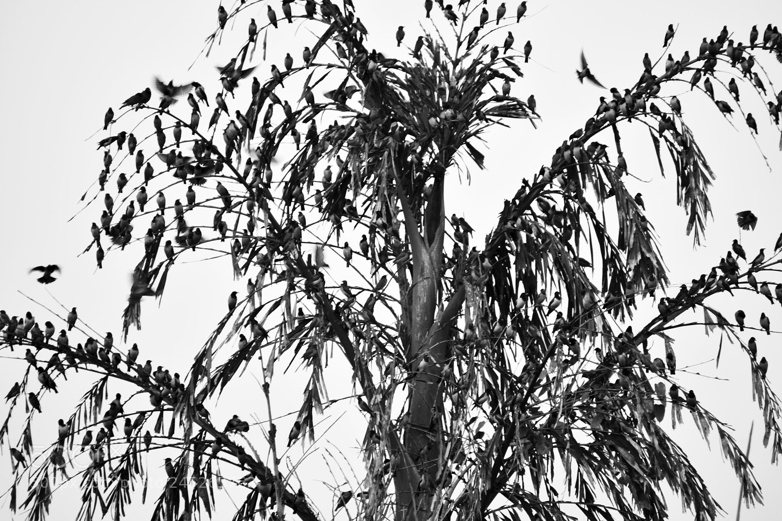 Nikon D3400 sample photo. Kind of leaves photography
