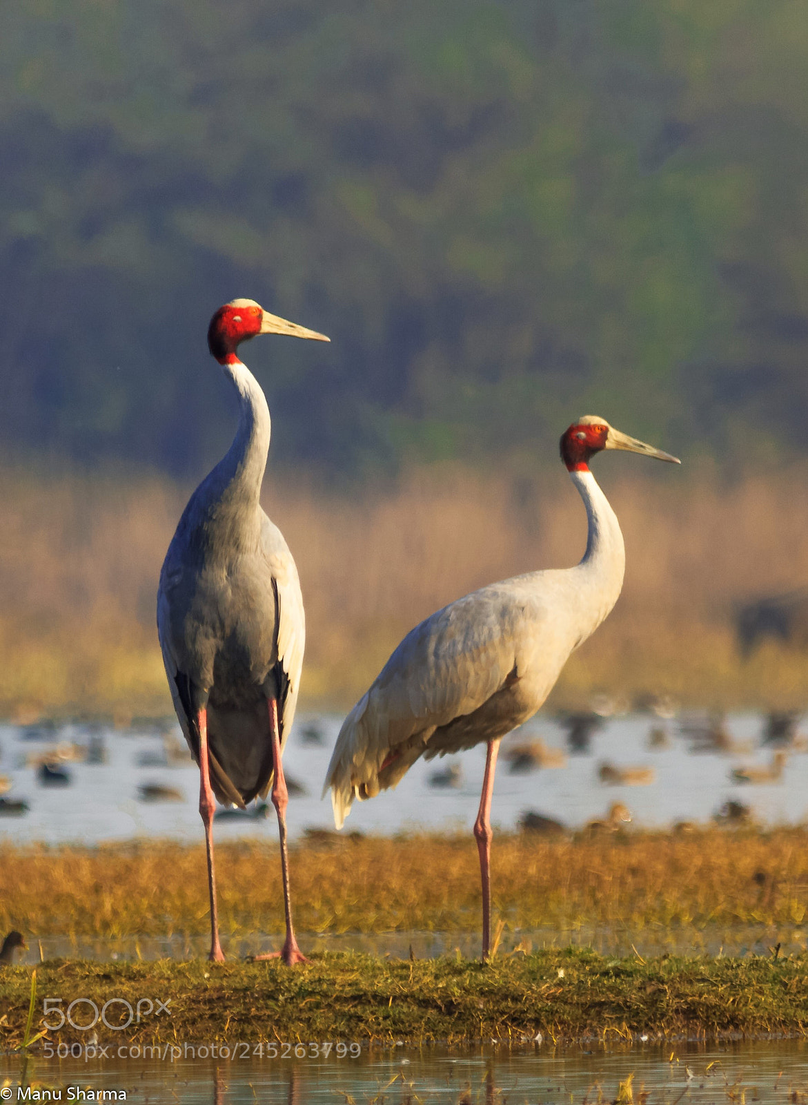 Canon EOS 550D (EOS Rebel T2i / EOS Kiss X4) sample photo. Sarus cranes.. photography
