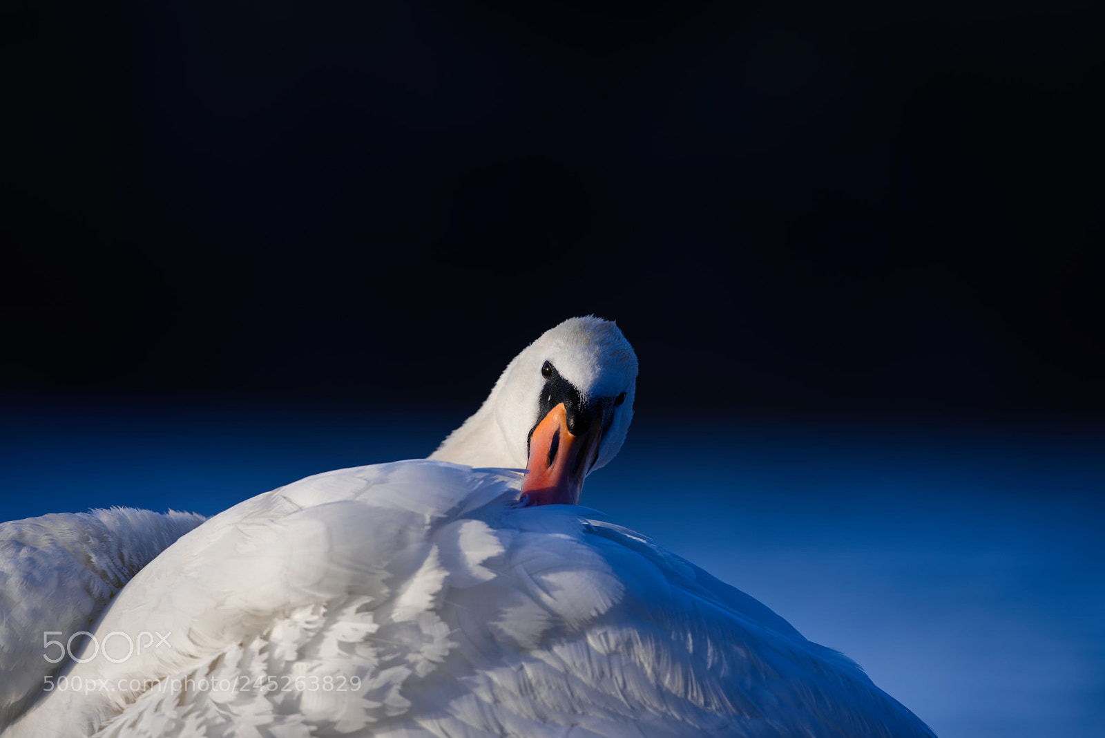 Nikon D810 sample photo. 'deep blue' photography