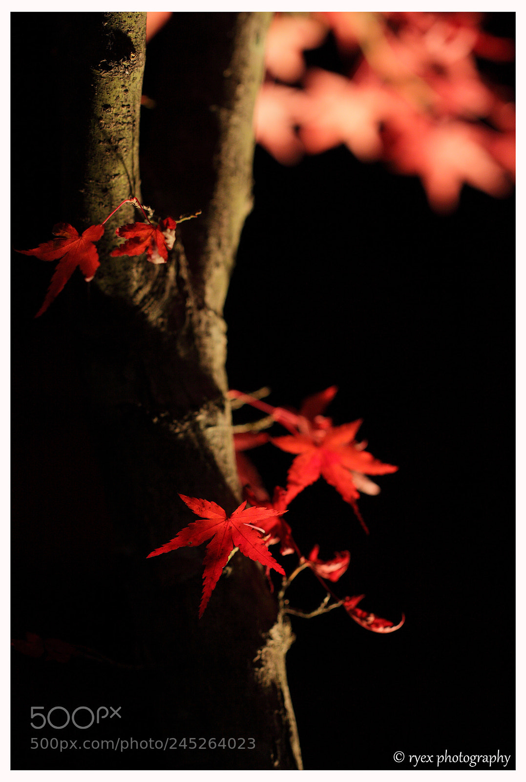 Canon EOS 50D sample photo. Kurenai photography