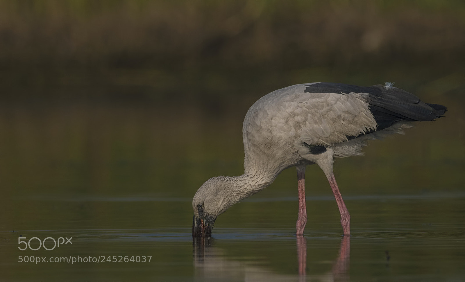 Nikon D500 sample photo. Asian openbill photography