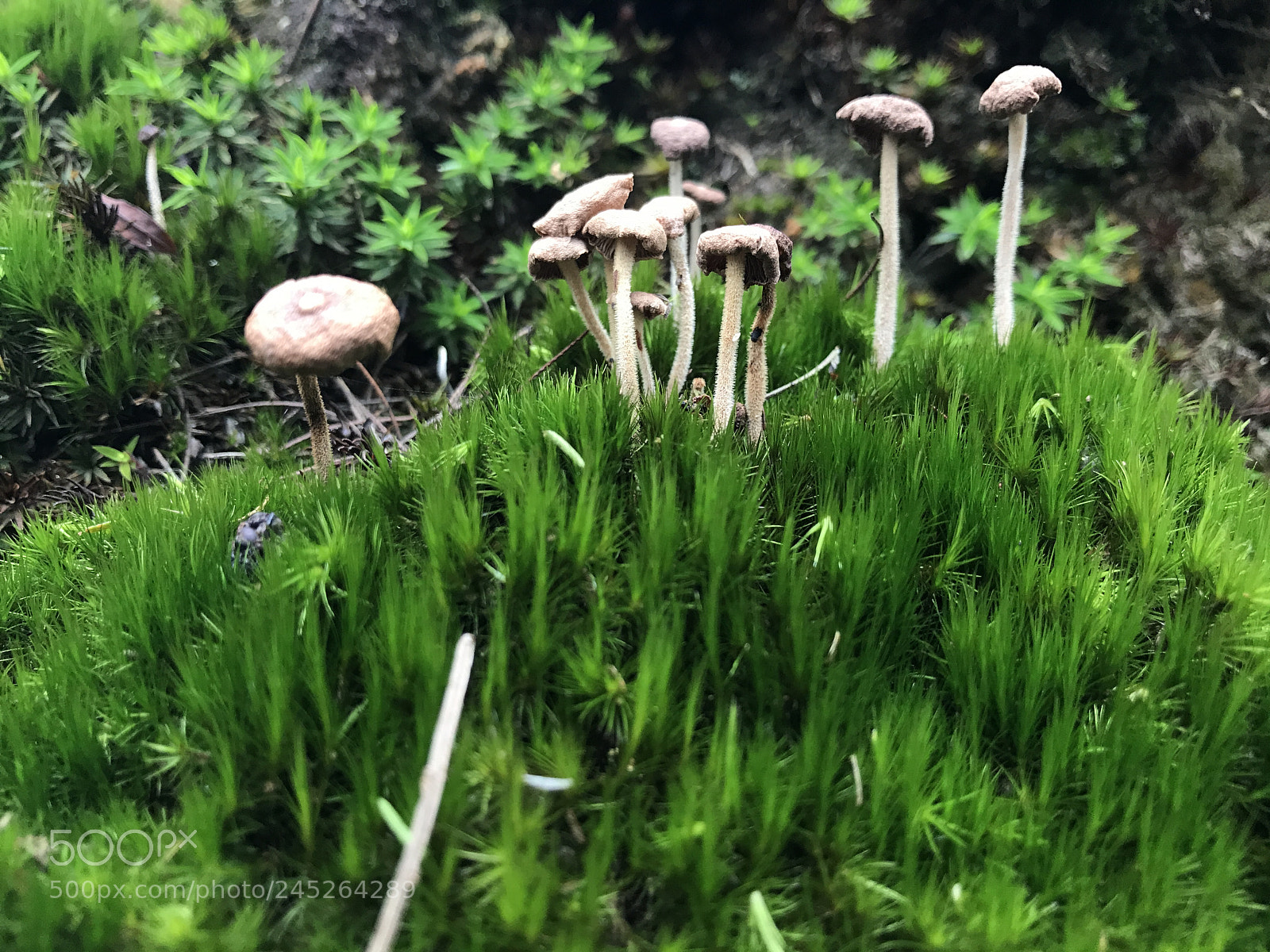 Apple iPhone 7 sample photo. Kodaikanal diaries.. photography