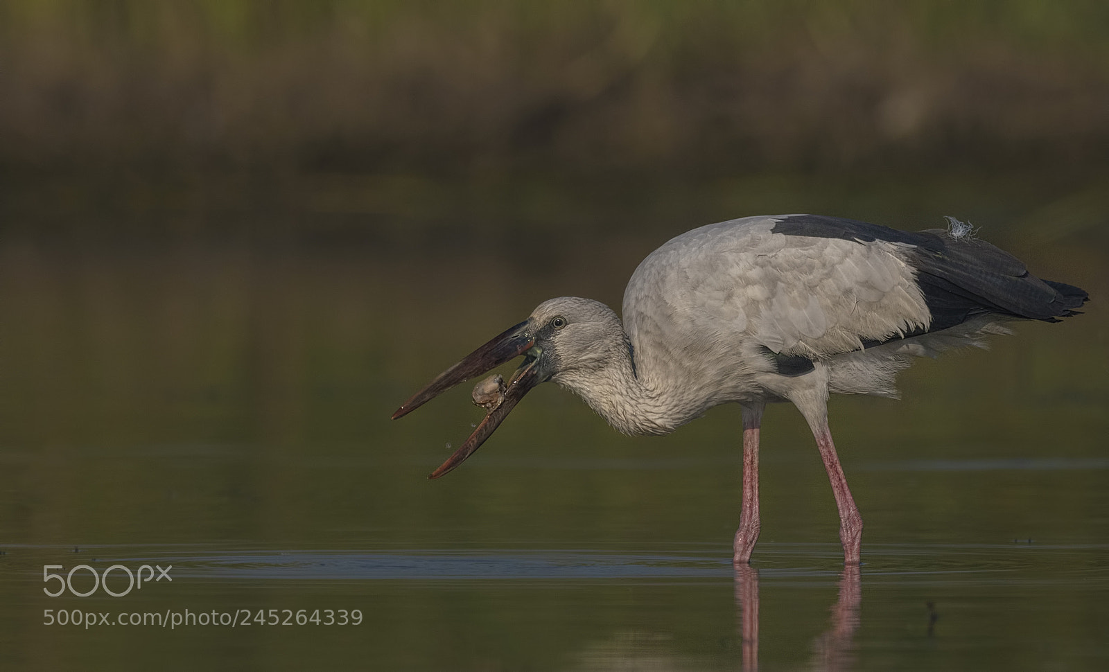 Nikon D500 sample photo. Openbill stork photography