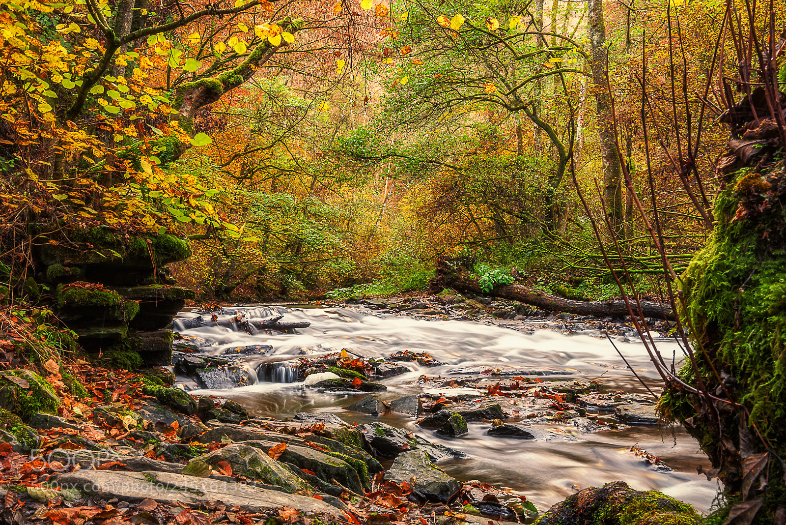 Nikon D810 sample photo. Autumn in the forest photography