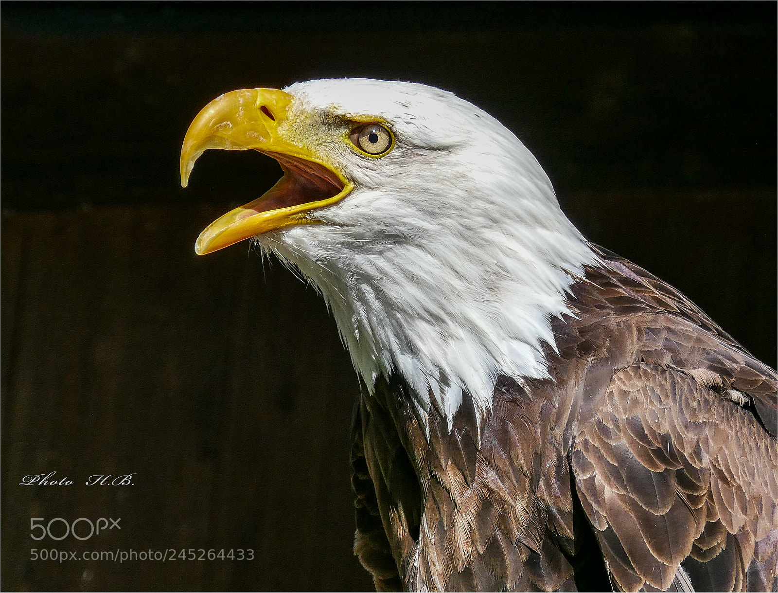 Panasonic Lumix DMC-FZ1000 sample photo. Wei kopfseeadler - bald photography