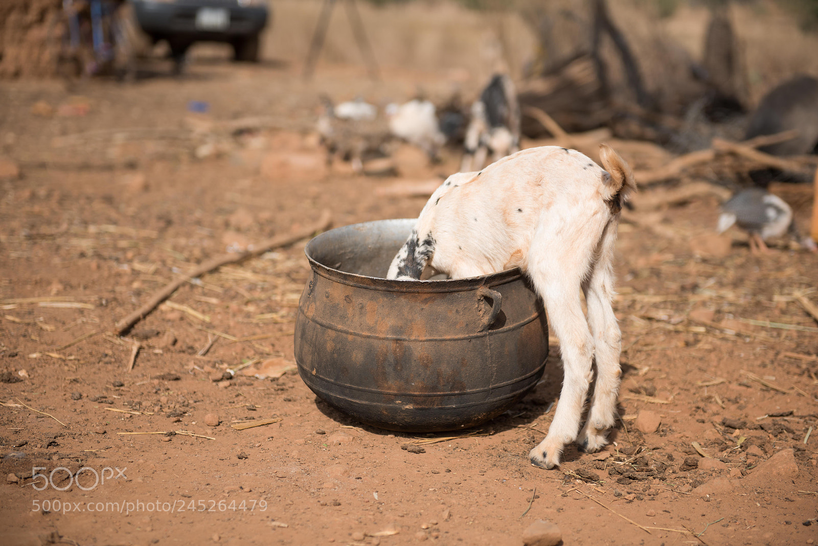 Nikon D810 sample photo. Hungry photography