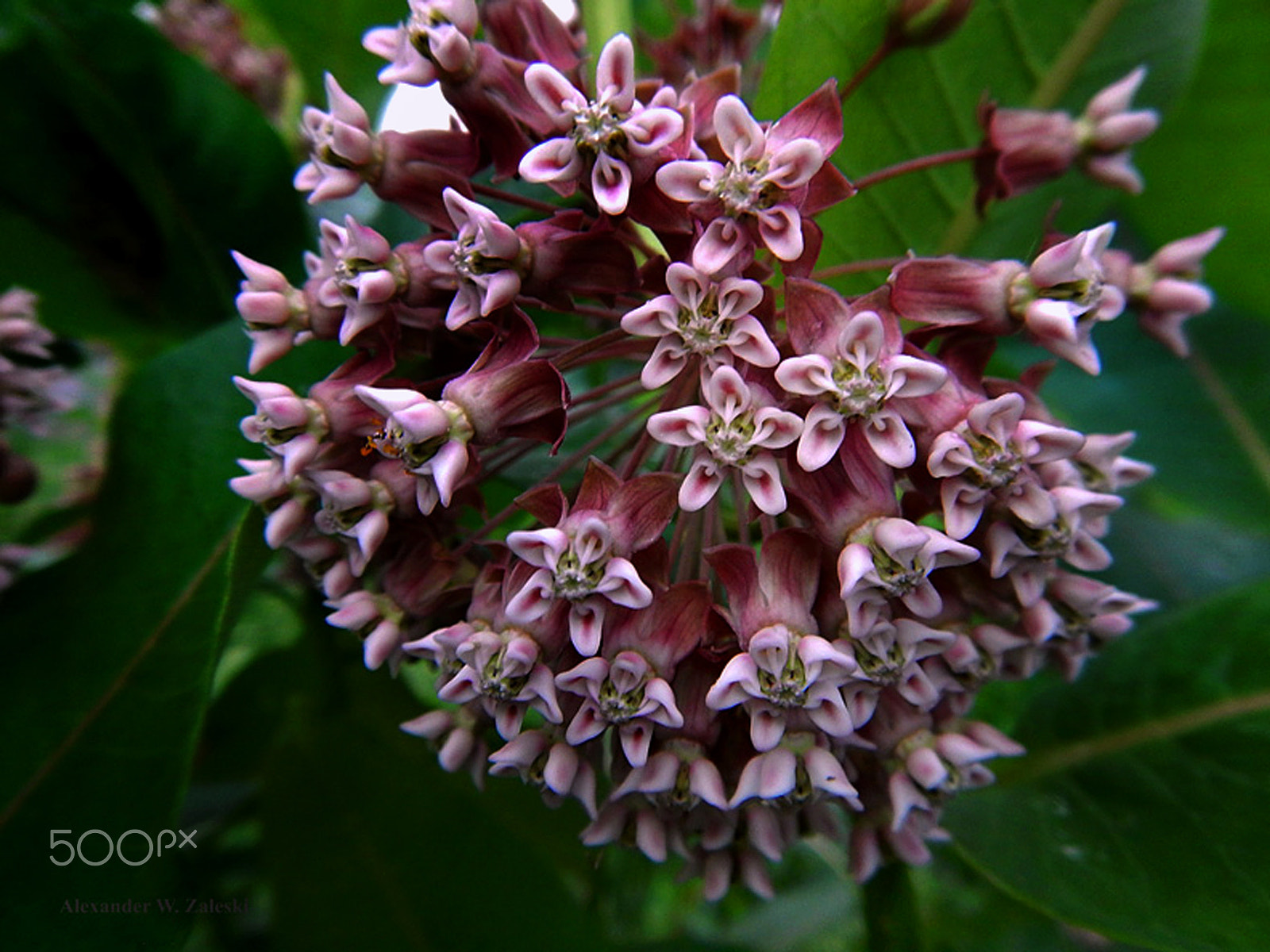 Nikon Coolpix AW120 sample photo. Milkweed photography